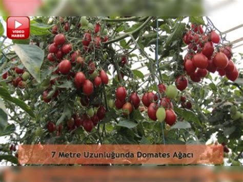 domates ağacı rize